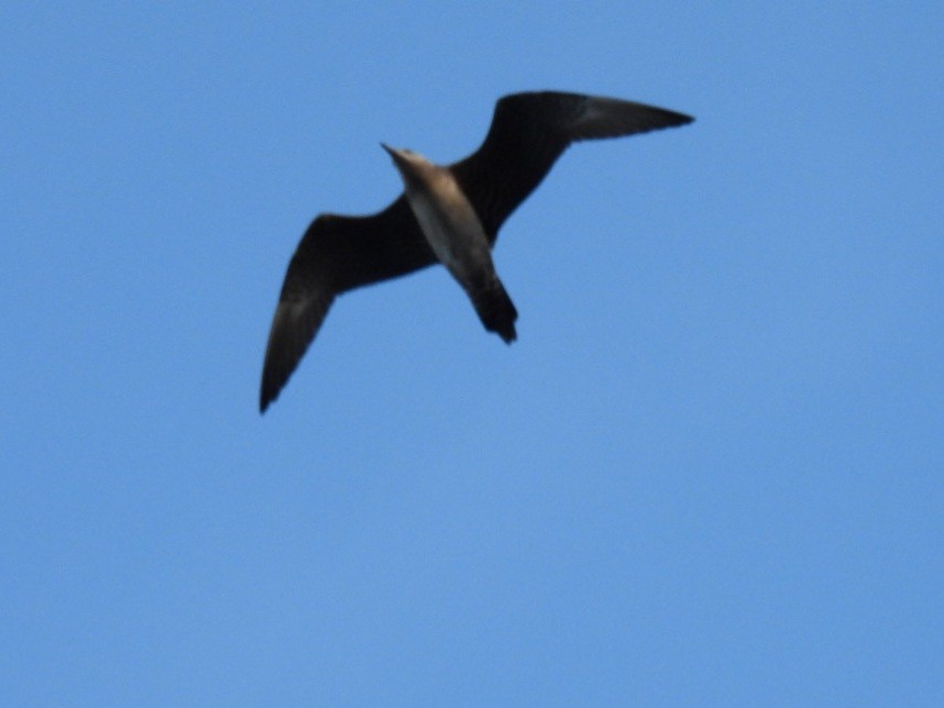 chaluha malá - ML640843961