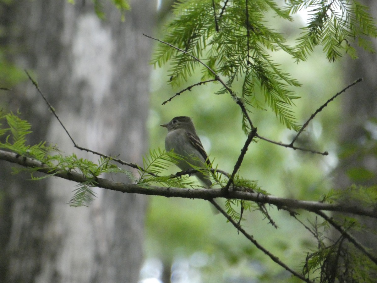 Acadian Flycatcher - ML640843962