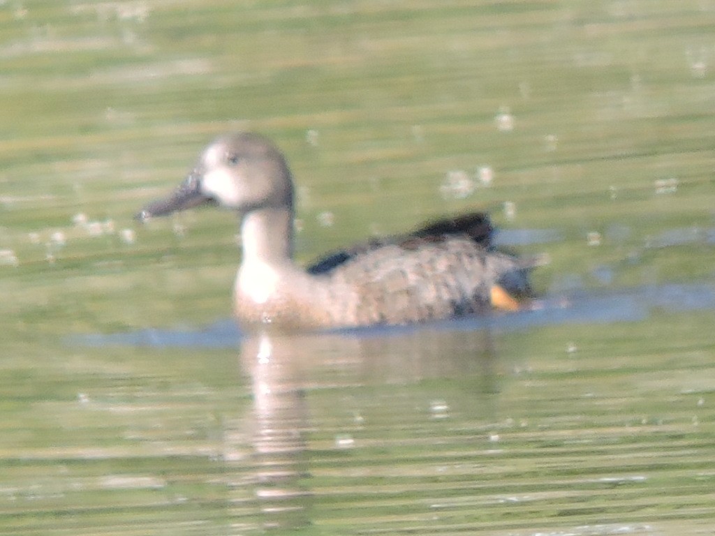 Blue-winged Teal - ML640844003