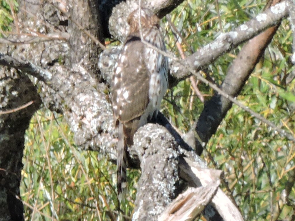 Cooper's Hawk - ML640844022
