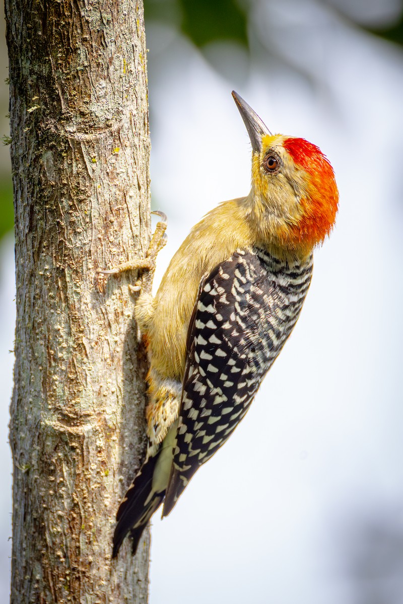 Red-crowned Woodpecker - ML640844102