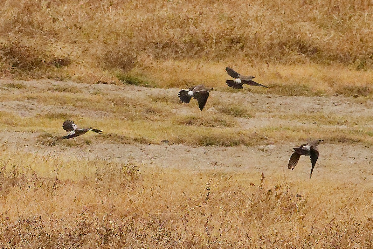 Wattled Starling - ML640844119