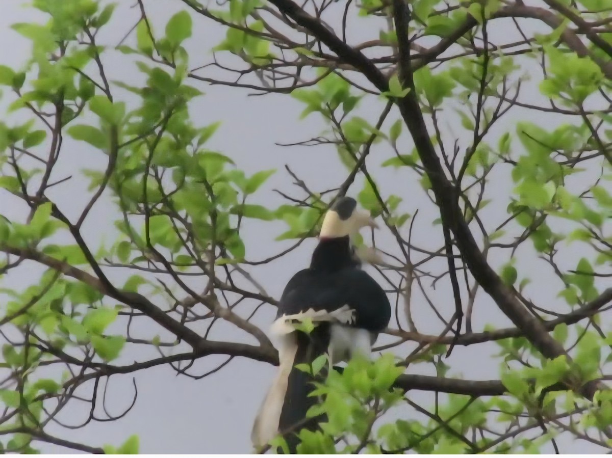 Malabar Pied-Hornbill - ML640844126