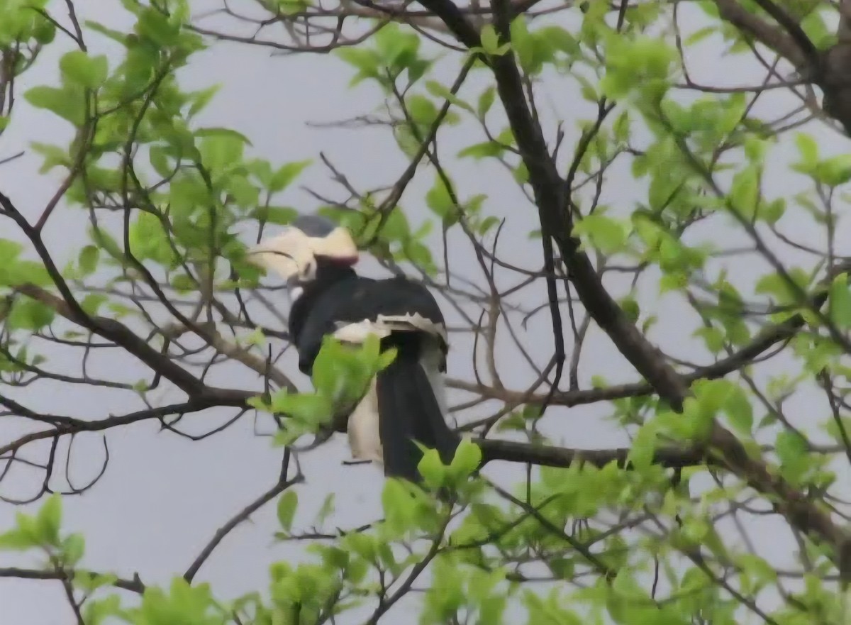 Malabar Pied-Hornbill - ML640844128