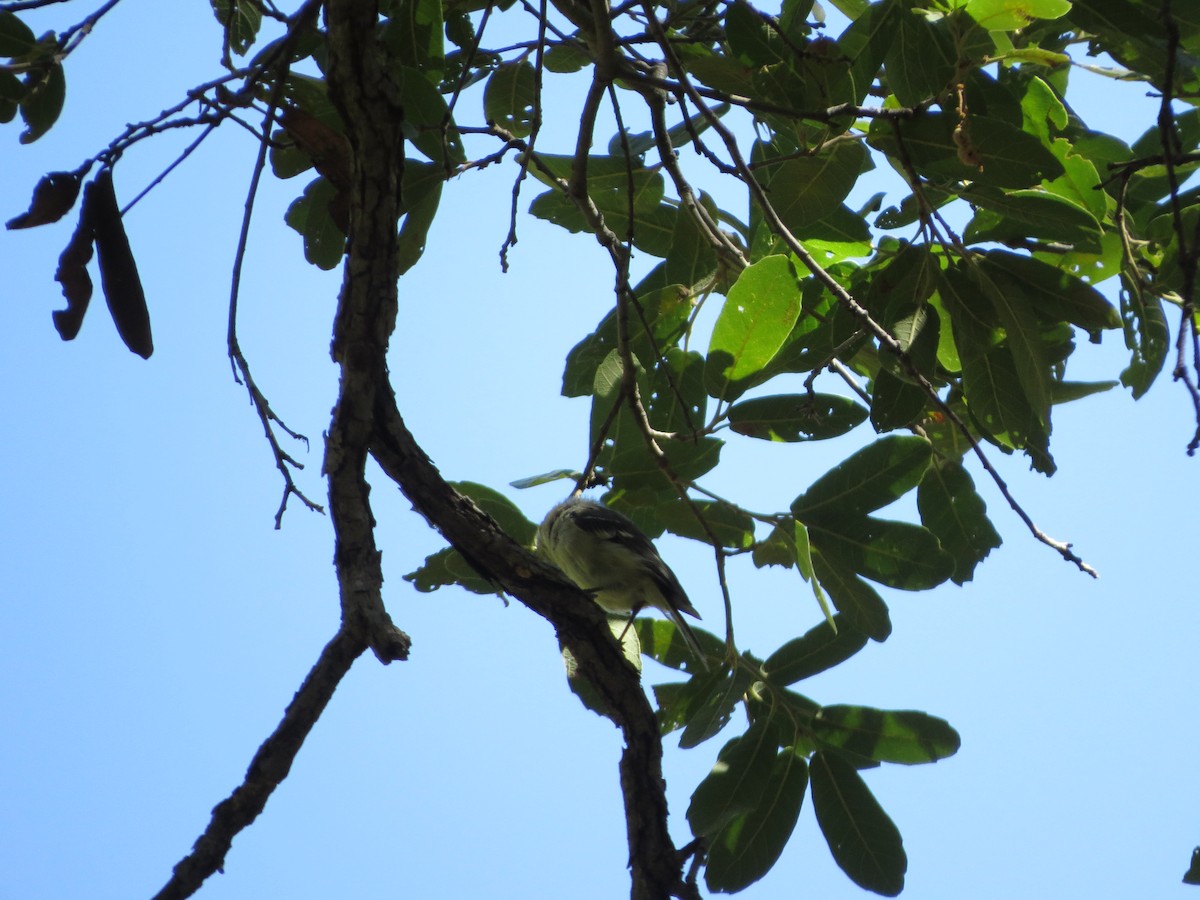 Hutton's Vireo - ML640844279