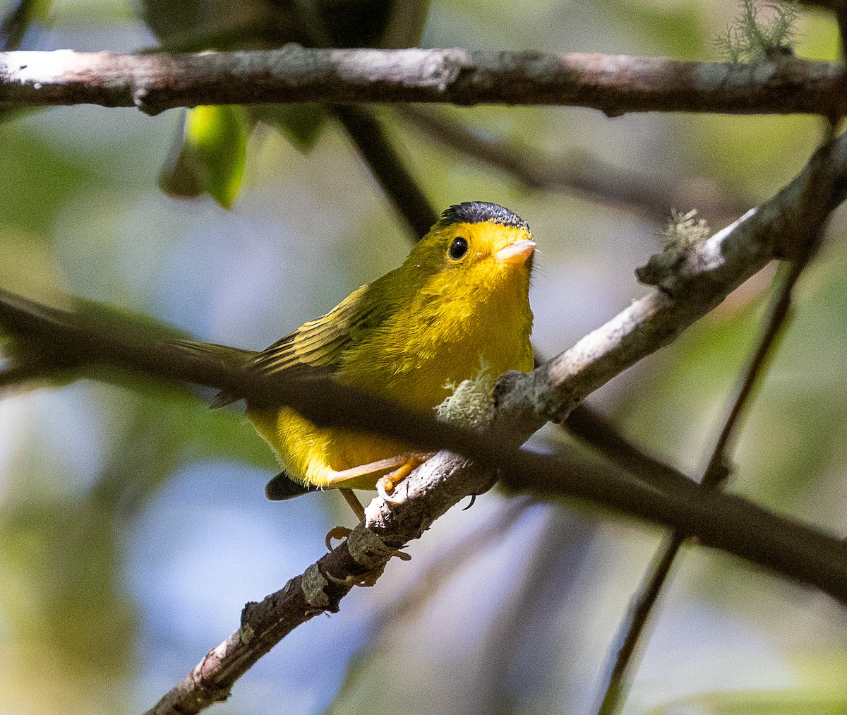 Wilson's Warbler - ML640844321