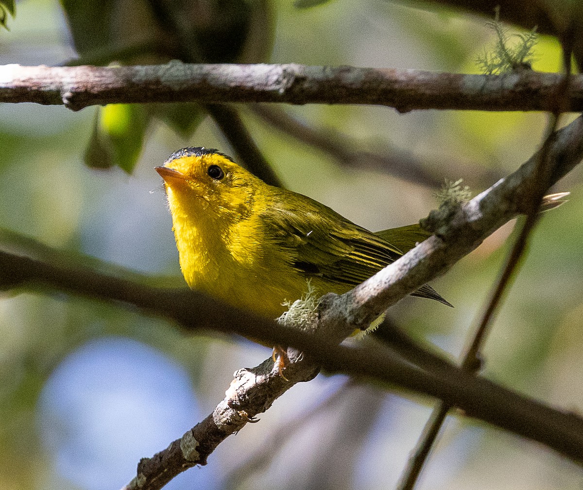 Wilson's Warbler - ML640844322