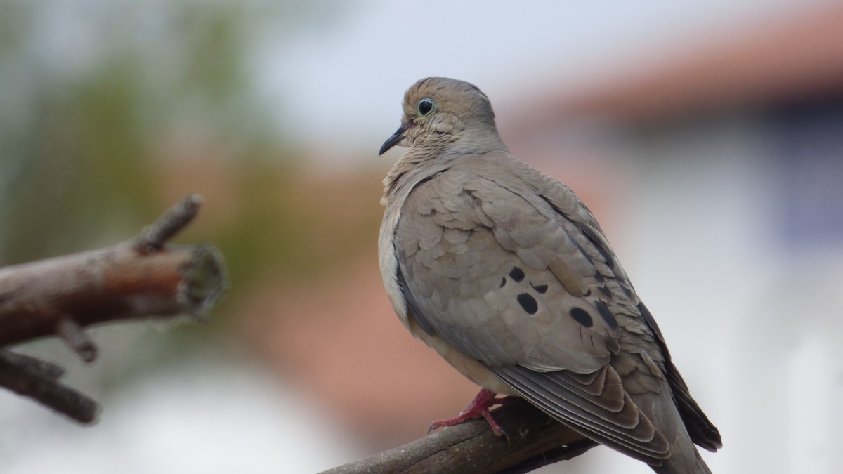 Mourning Dove - ML640844332