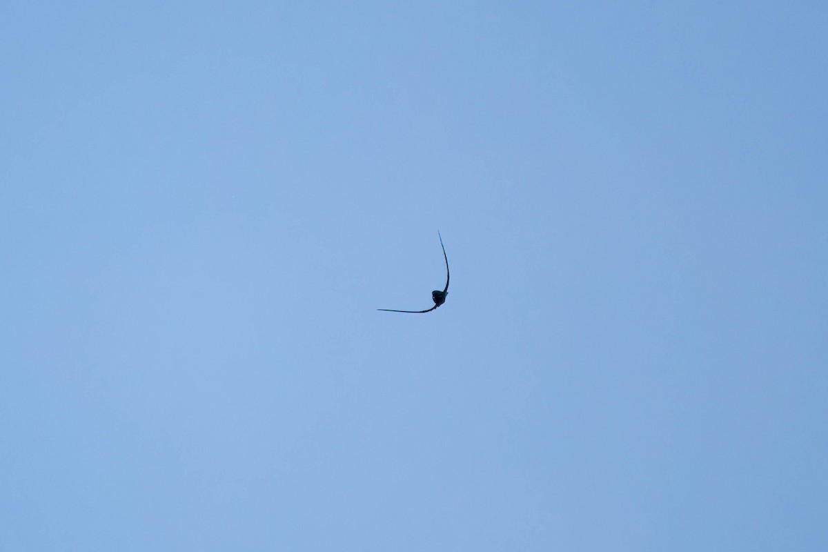Common Nighthawk - ML640844342