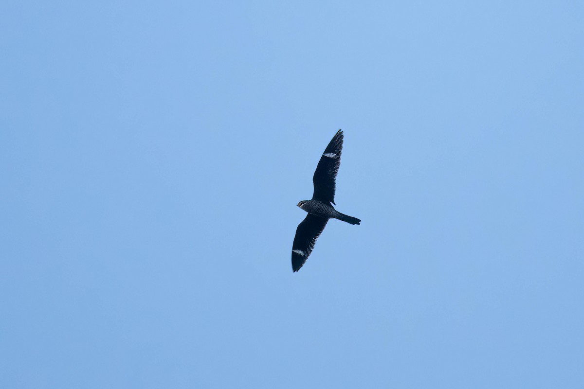 Common Nighthawk - ML640844351