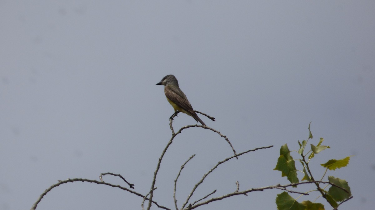 Cassin's Kingbird - ML640844397