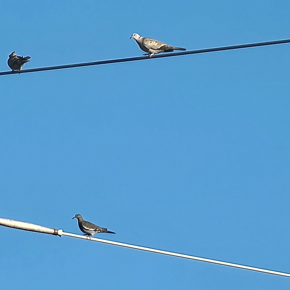 Tourterelle à ailes blanches - ML640844447