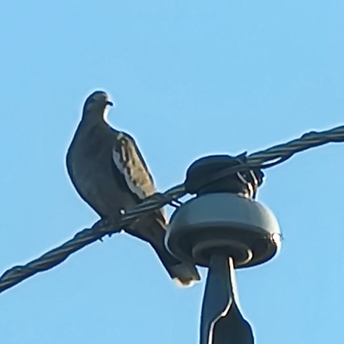 Tourterelle à ailes blanches - ML640844448