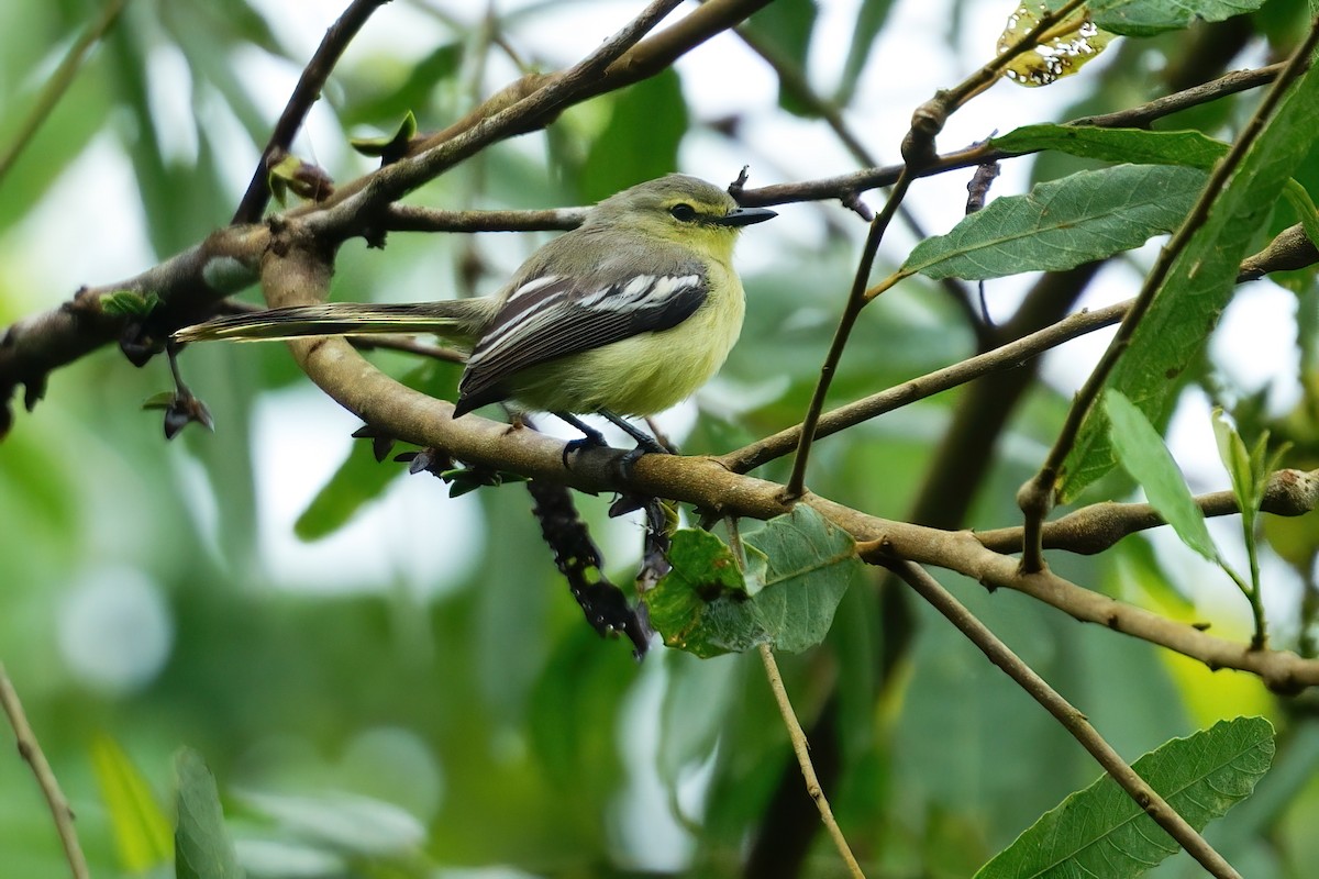 Lesser Wagtail-Tyrant - ML640844521