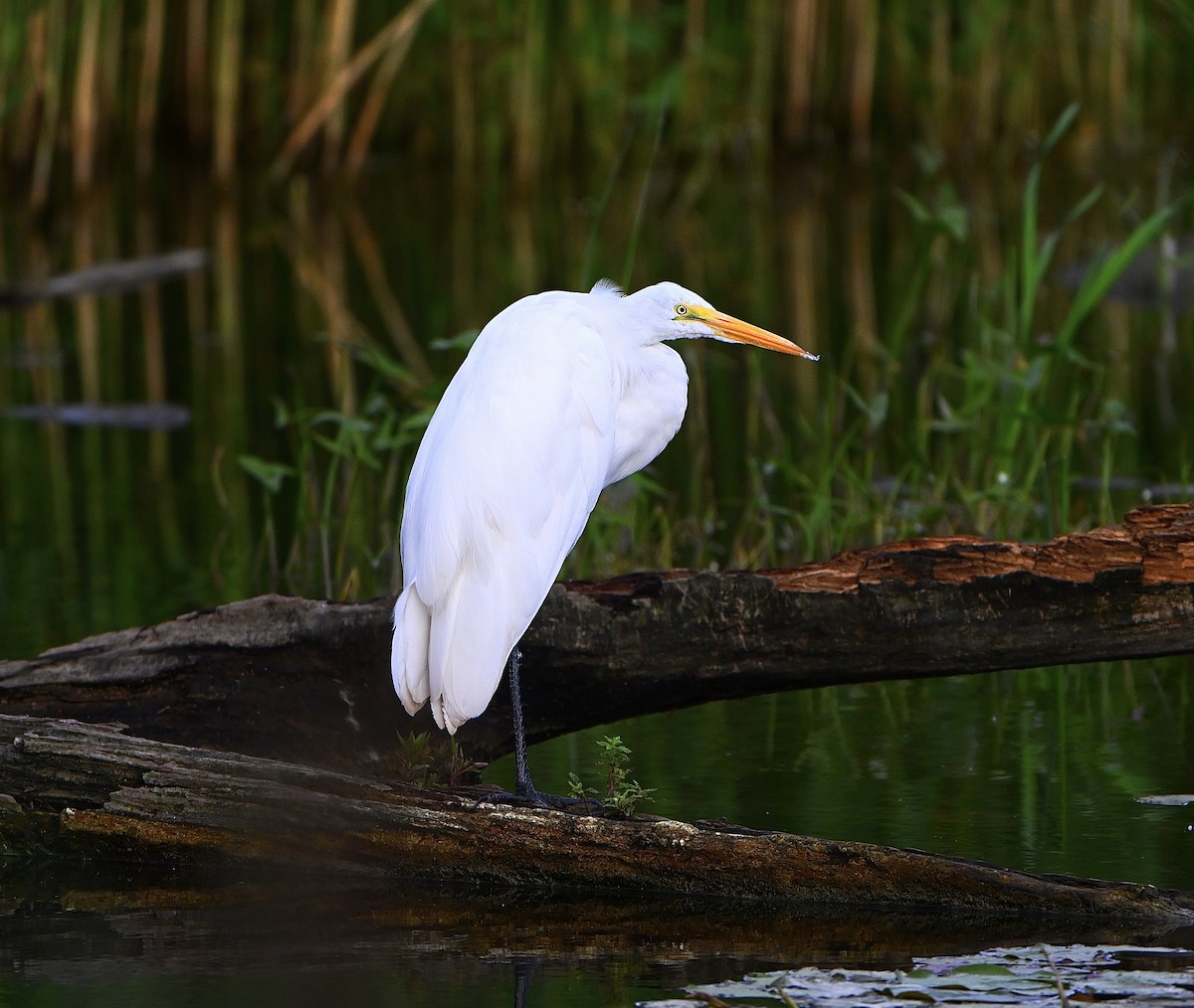 Great Egret - ML640844594