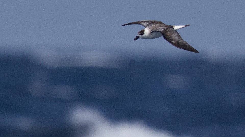 Black-capped Petrel (White-faced) - ML640844668