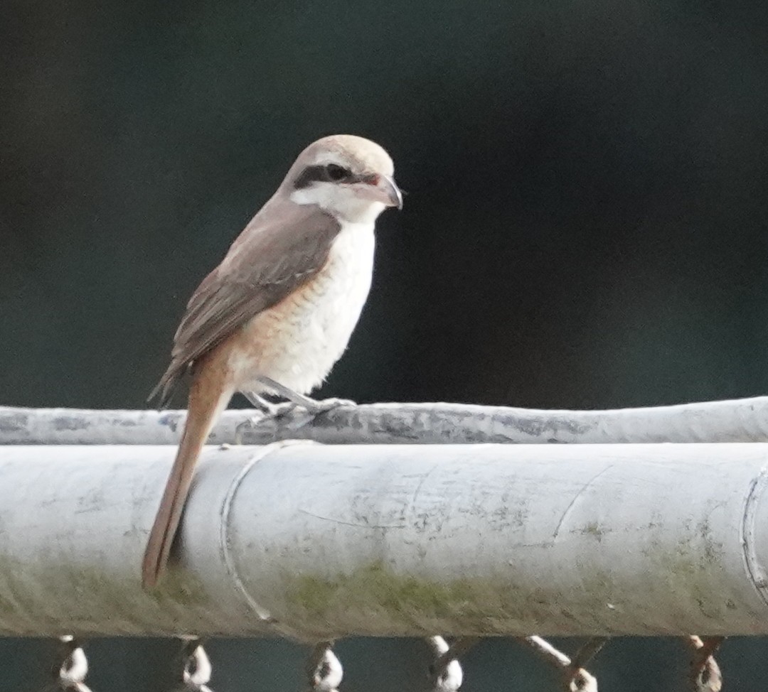 Brown Shrike (Philippine) - ML640844702