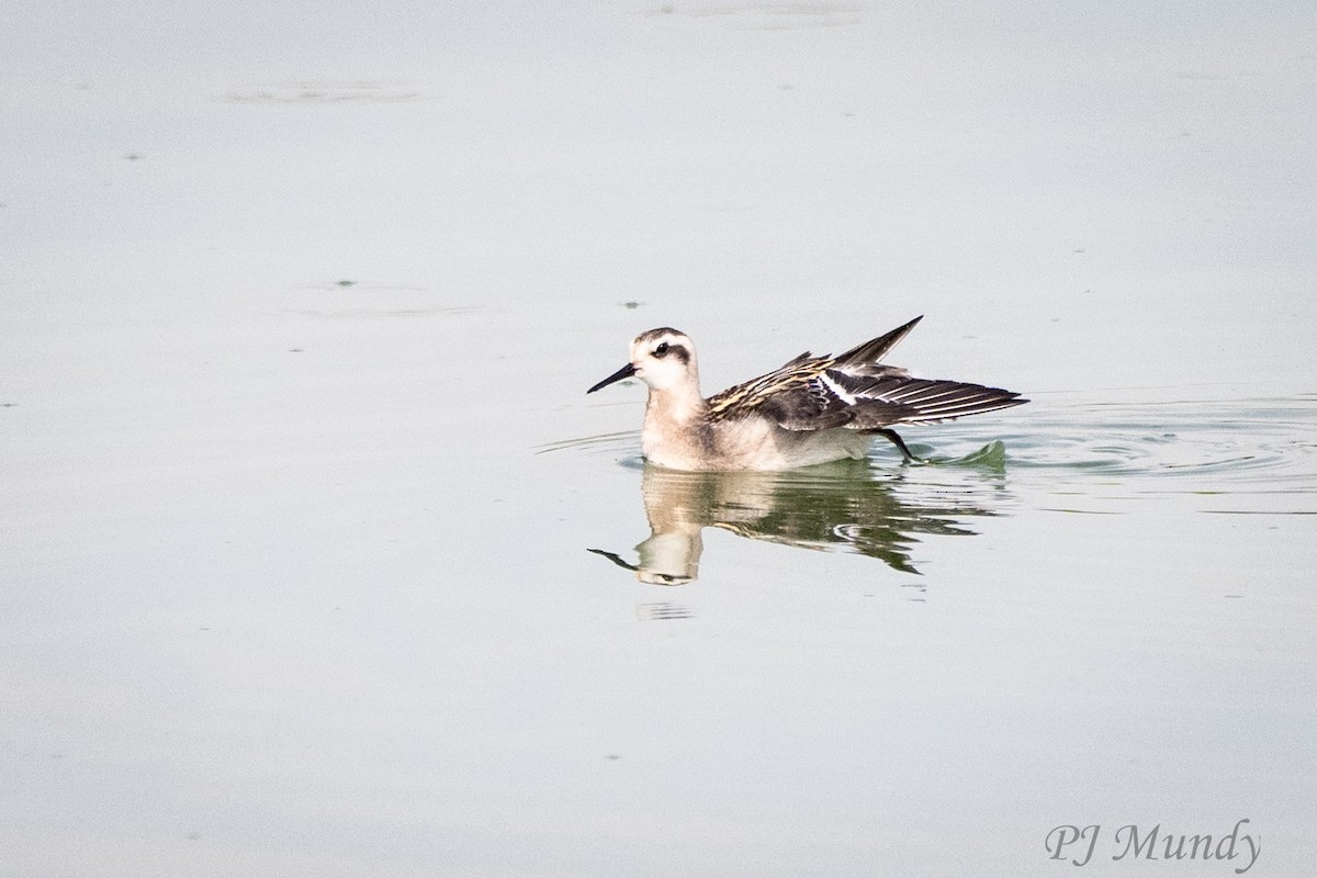 Red-necked Phalarope - ML640844864