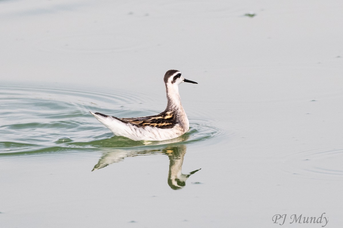 Red-necked Phalarope - ML640844865