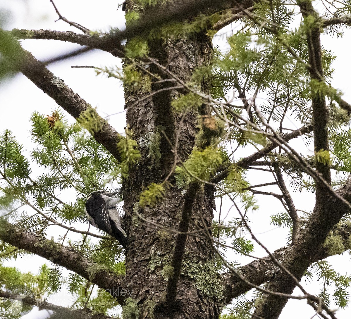 Hairy Woodpecker (Rocky Mts.) - ML640844871
