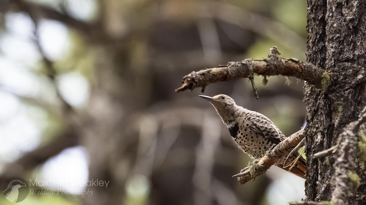Northern Flicker (Red-shafted) - ML640844873
