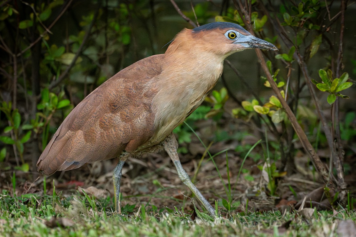 Malayan Night Heron - ML640844883