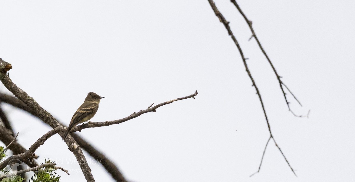 Western Wood-Pewee - ML640844886