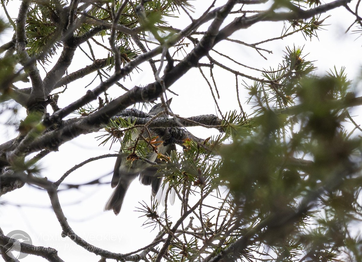 Gray Flycatcher - ML640844892
