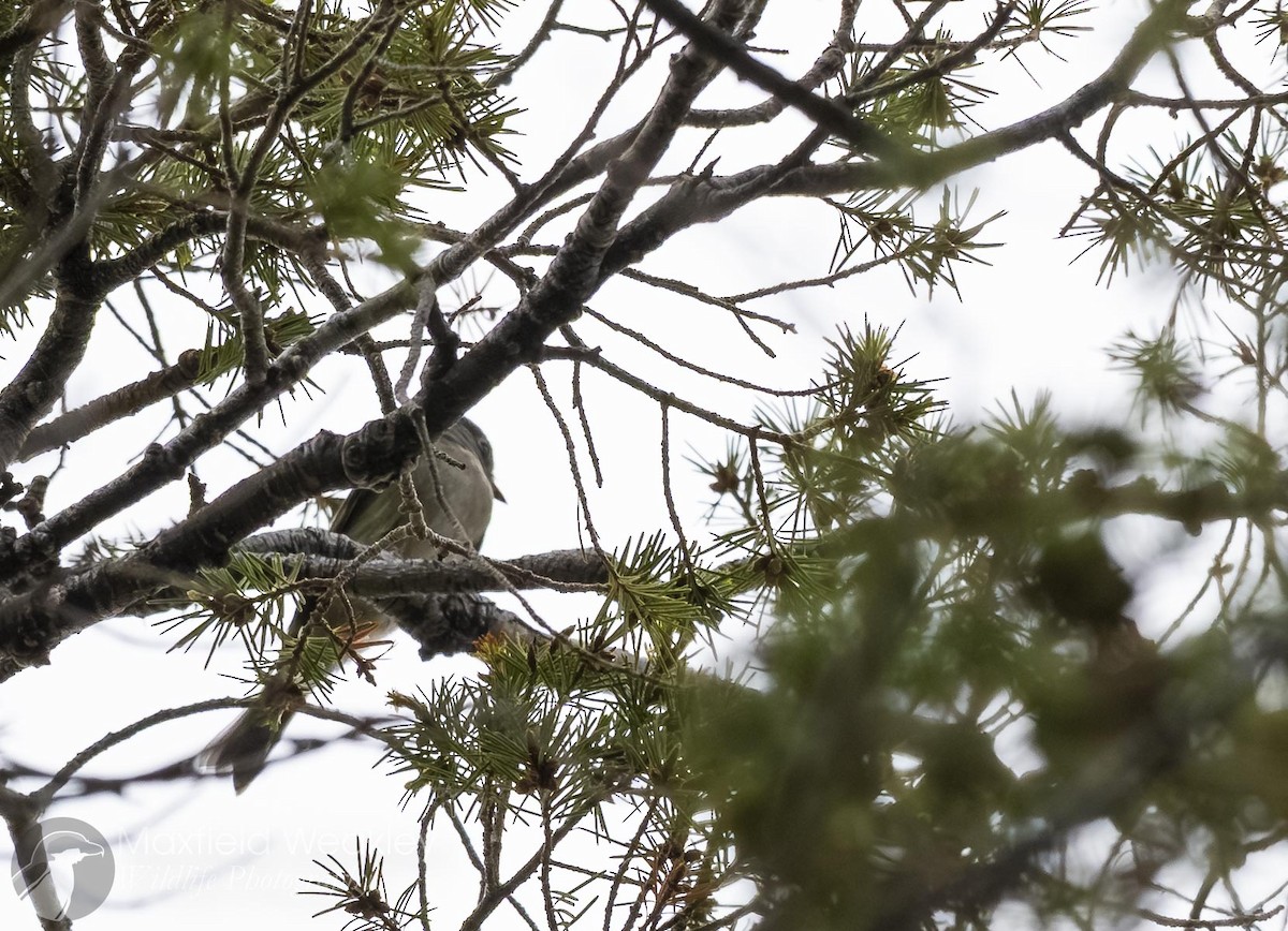 Gray Flycatcher - ML640844893
