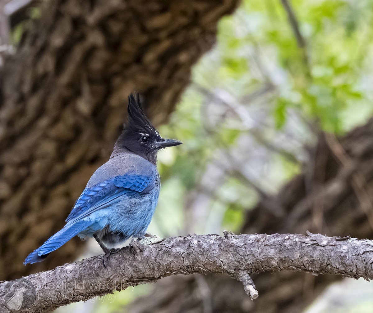 Steller's Jay (Southwest Interior) - ML640844897