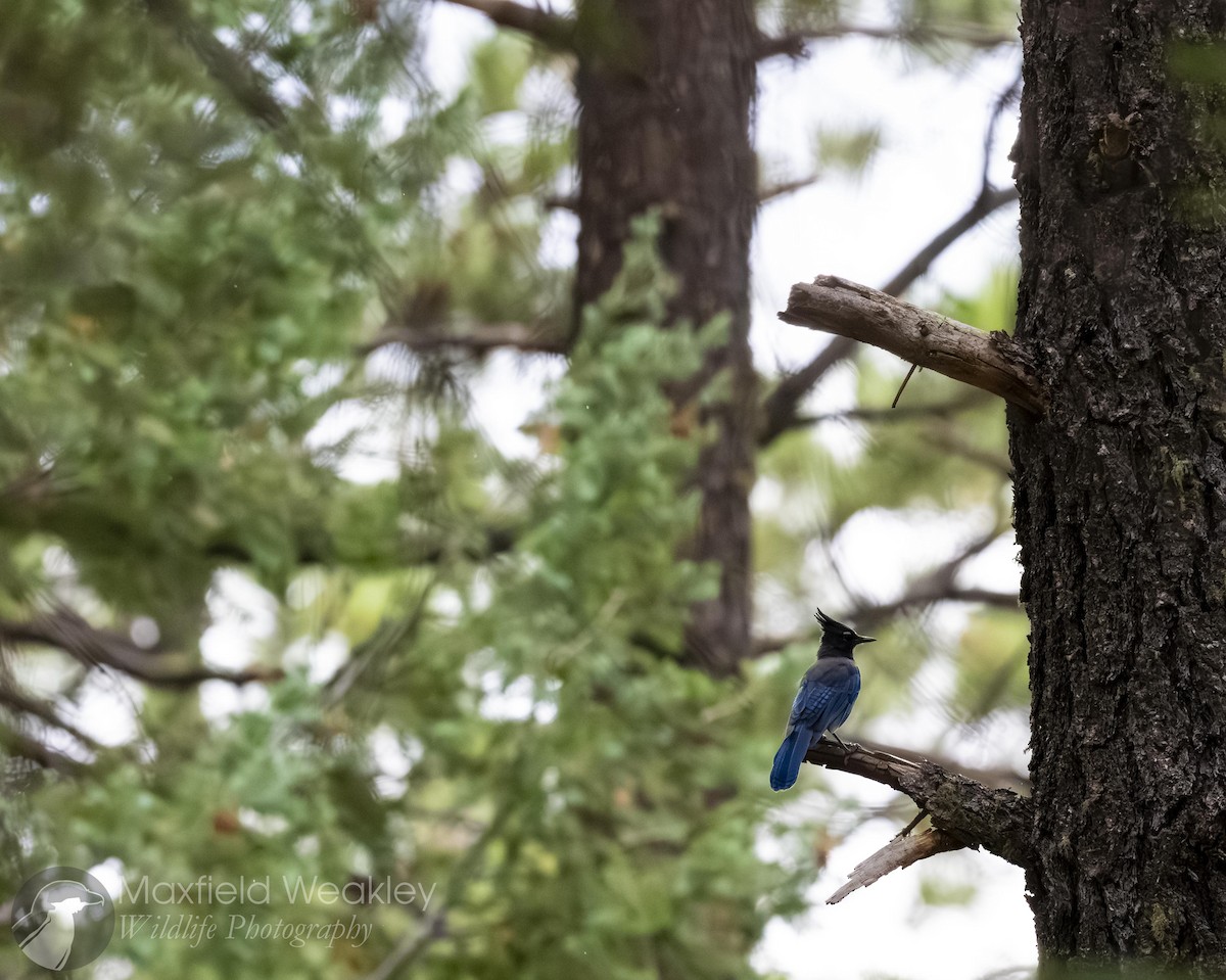 Steller's Jay (Southwest Interior) - ML640844898