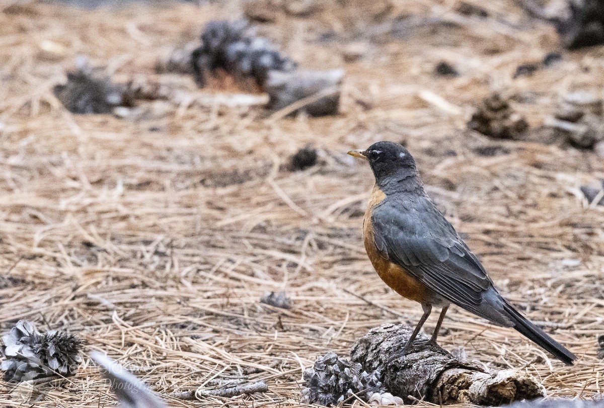 American Robin - ML640844909