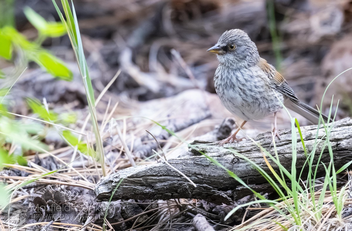 Yellow-eyed Junco - ML640844912
