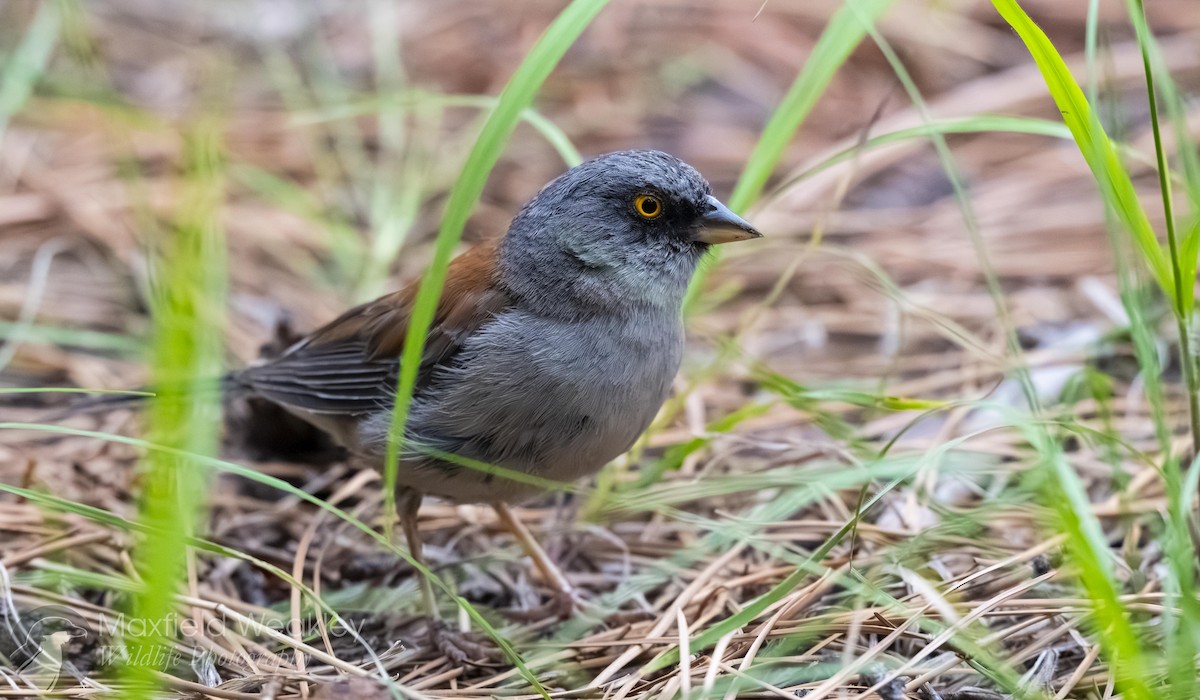 Yellow-eyed Junco - ML640844913