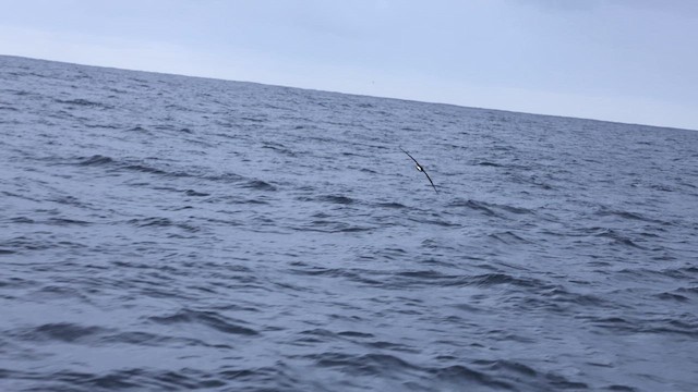 Buller Albatrosu - ML640844928