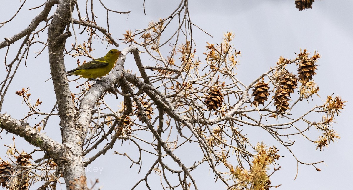 Western Tanager - ML640844949