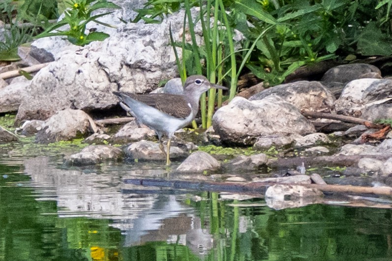 Spotted Sandpiper - ML640844984