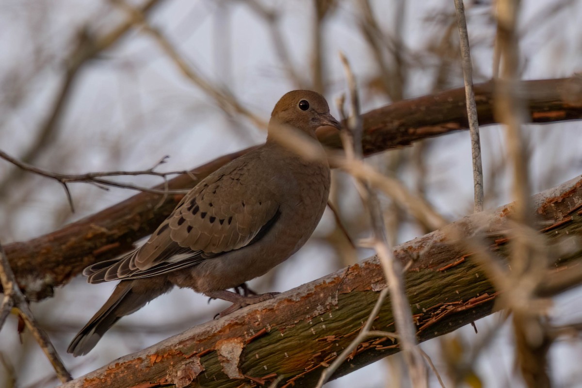 Zenaida Dove - ML640844985