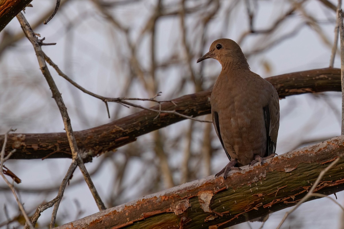 Zenaida Dove - ML640844990