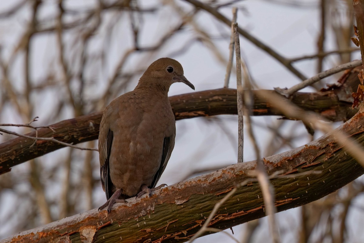 Zenaida Dove - ML640844991