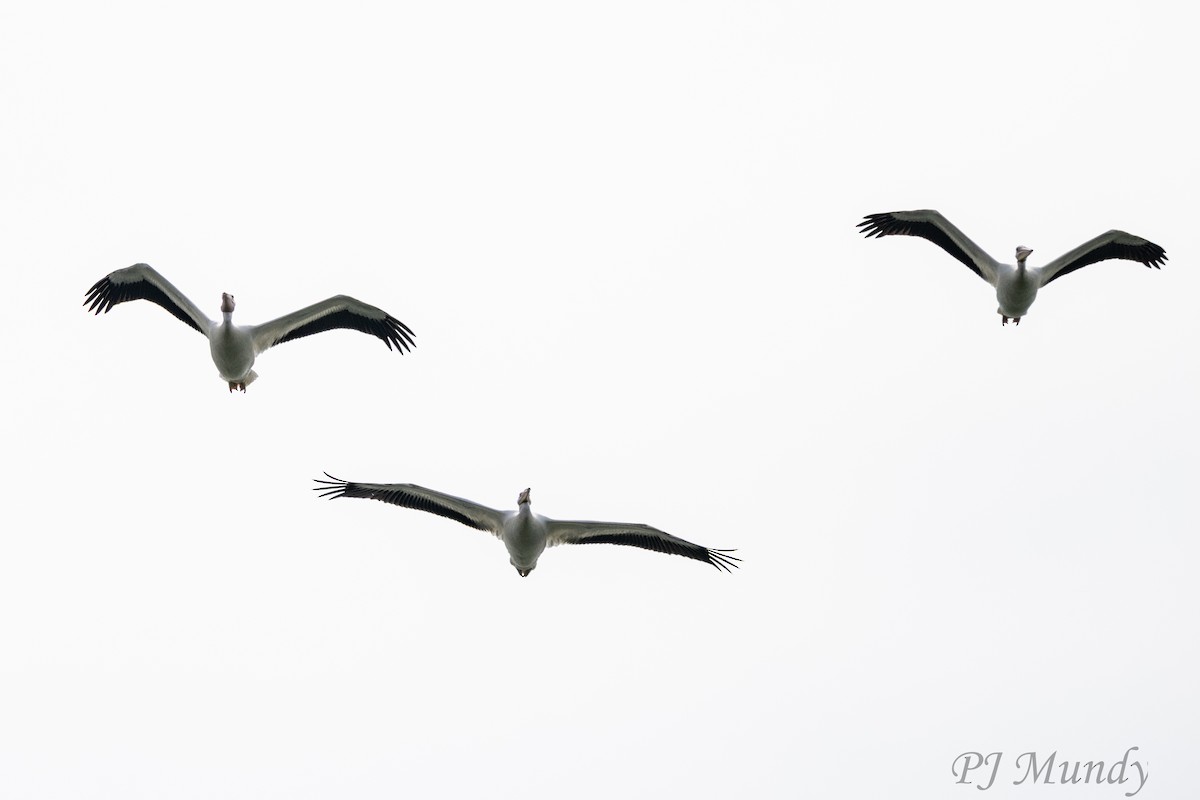 American White Pelican - ML640844998