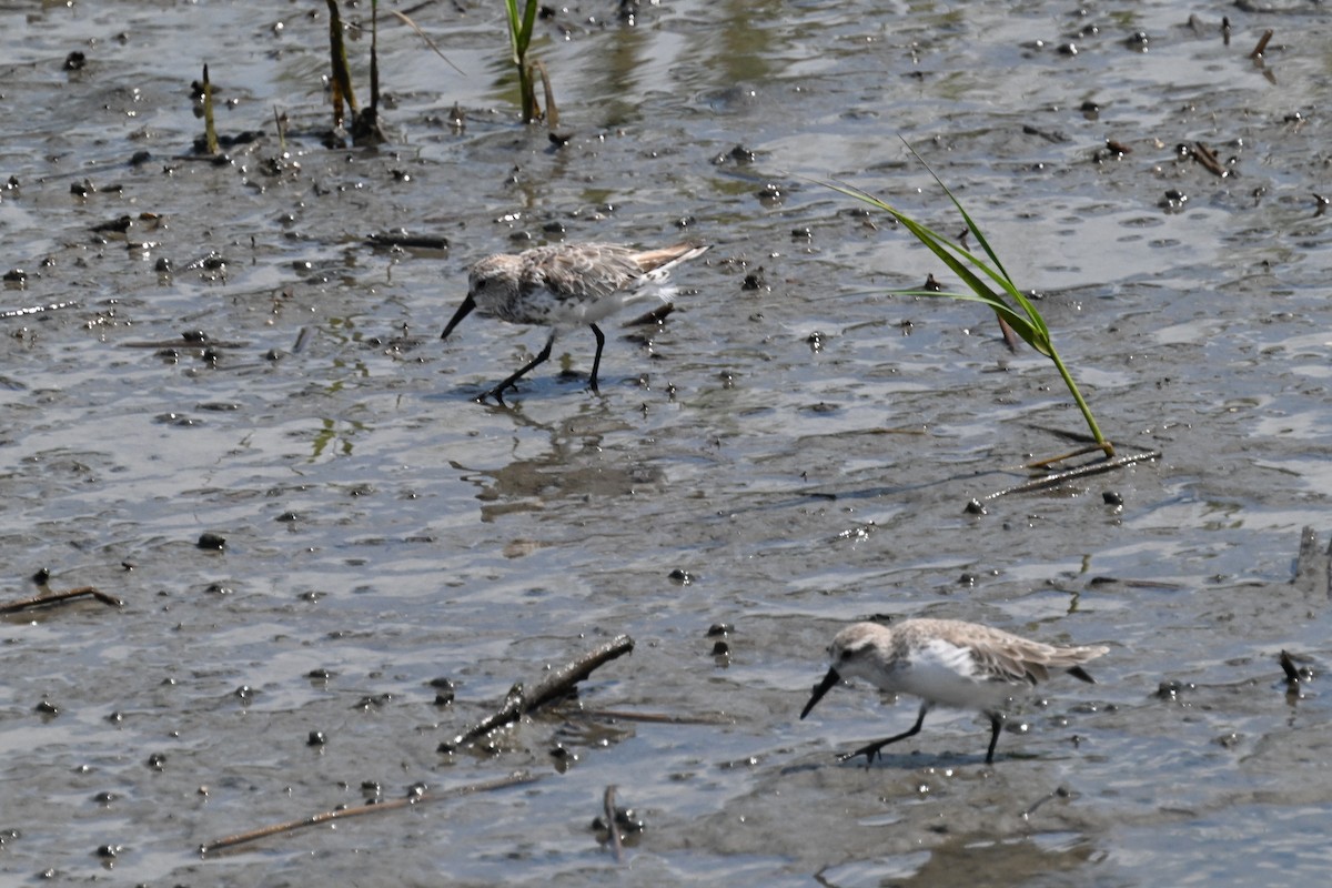 Western Sandpiper - ML640845025