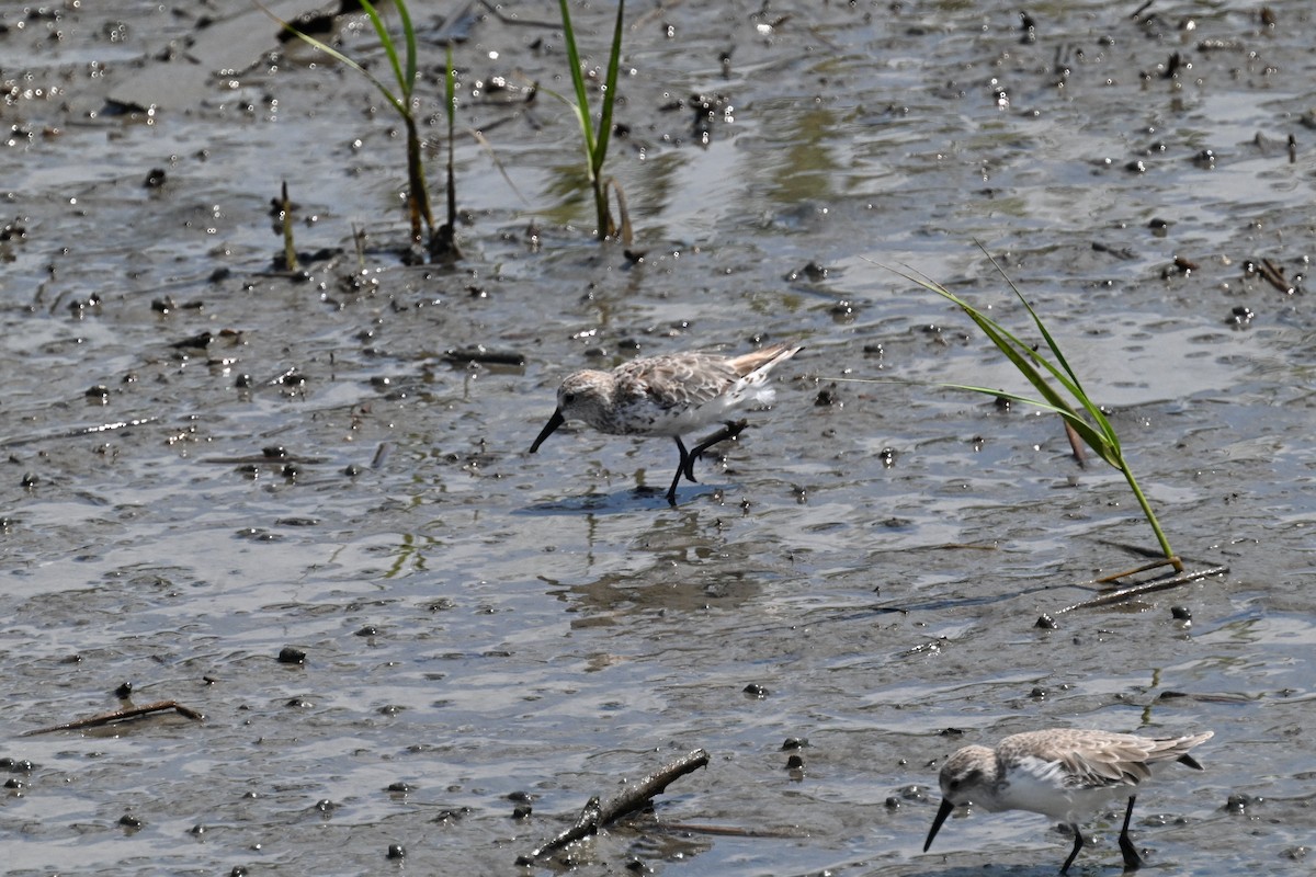 Western Sandpiper - ML640845026