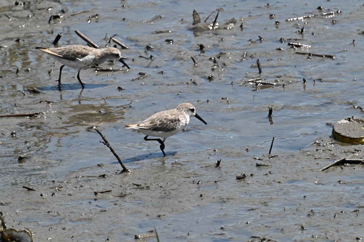 Western Sandpiper - ML640845027