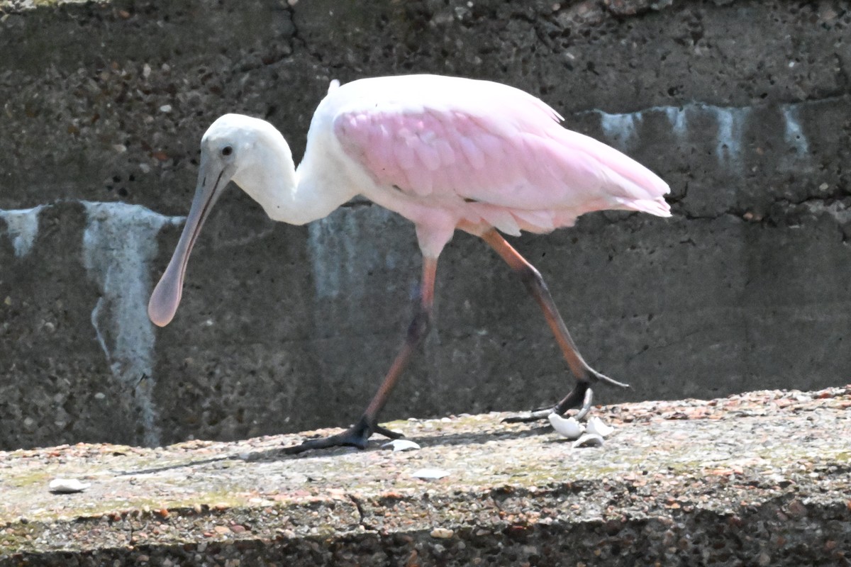 Roseate Spoonbill - ML640845047