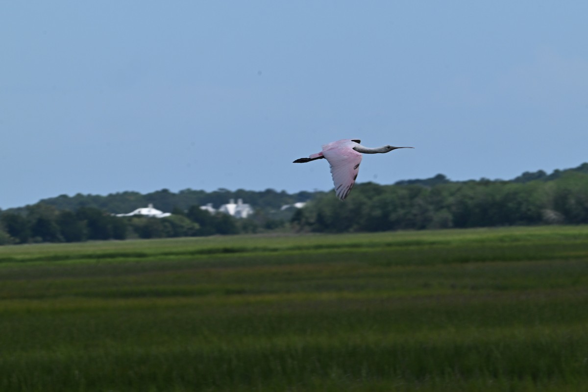 Roseate Spoonbill - ML640845048