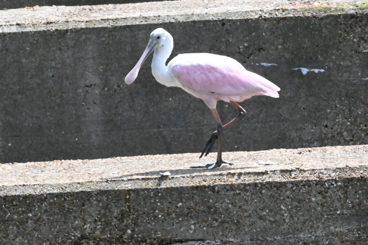 Roseate Spoonbill - ML640845049