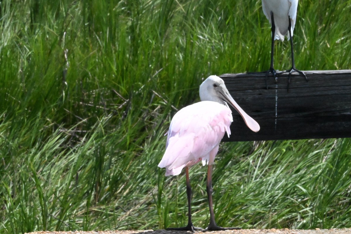 Roseate Spoonbill - ML640845051