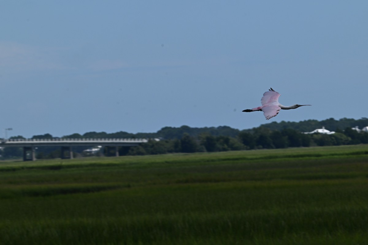 Roseate Spoonbill - ML640845052