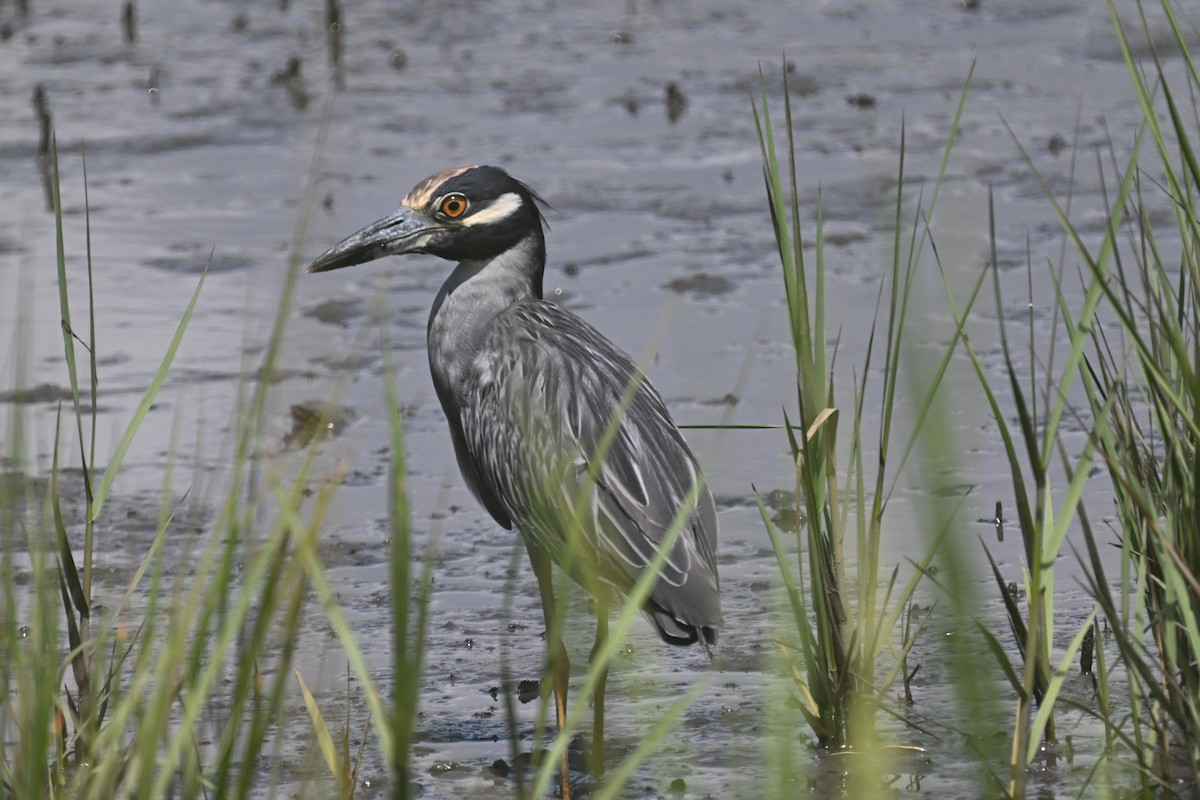 Yellow-crowned Night Heron - ML640845063